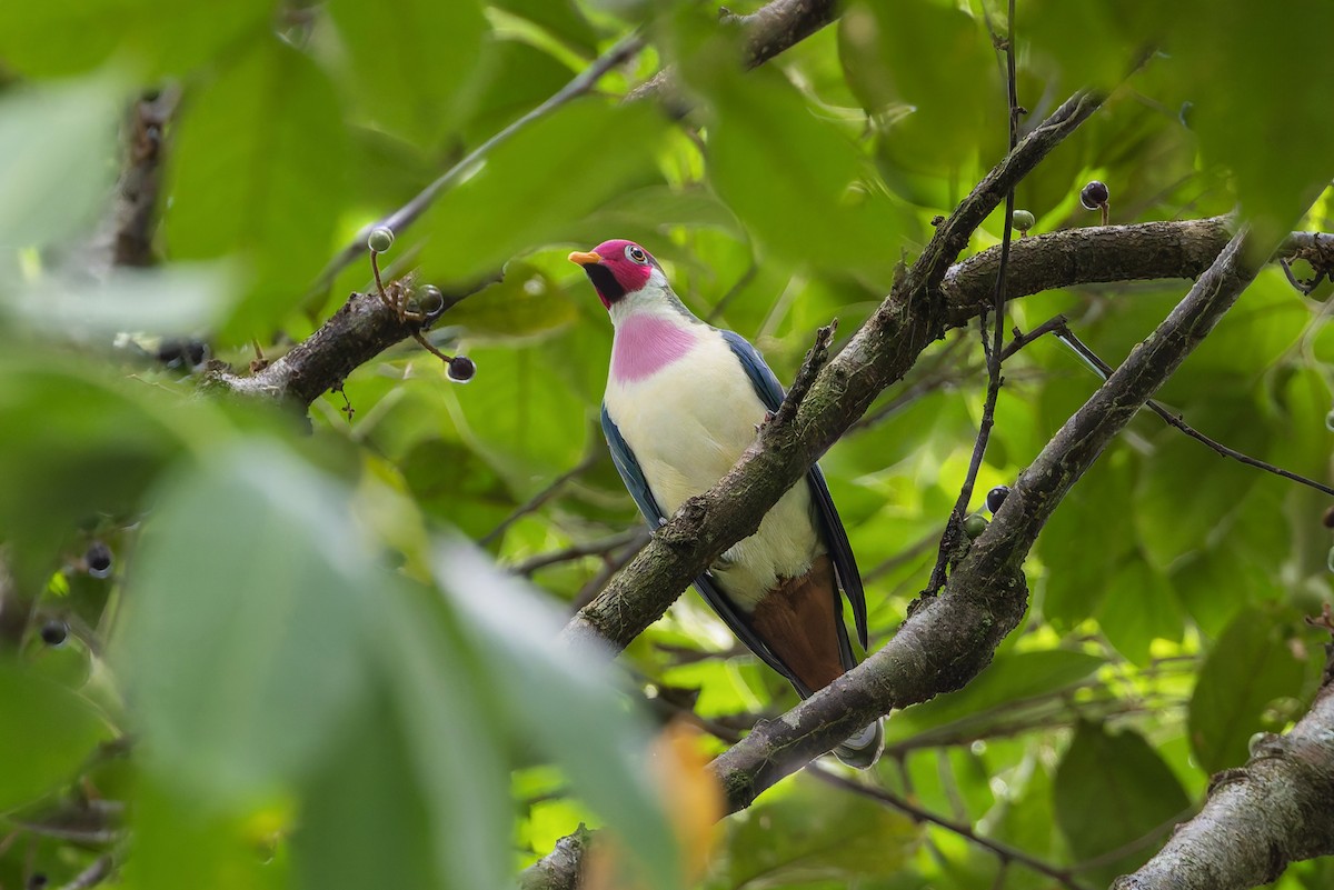 ボタンバト - ML643918627