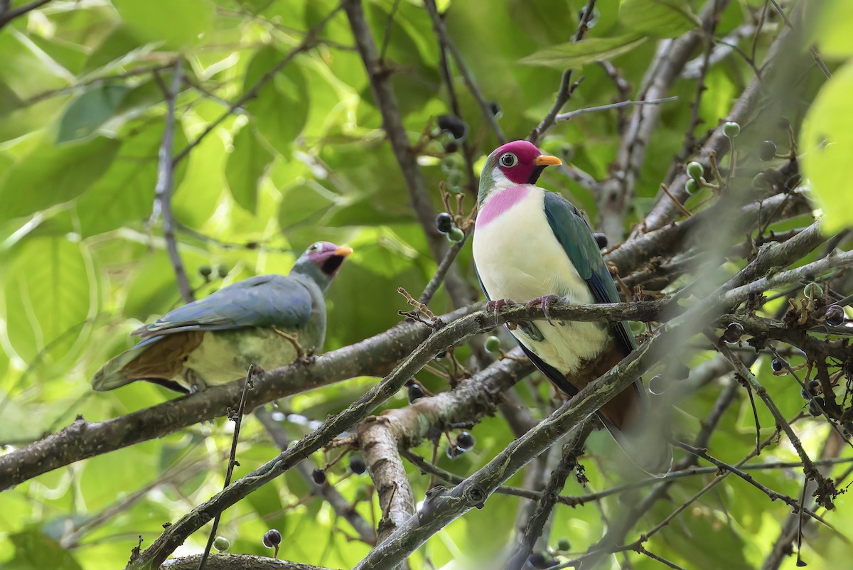 ボタンバト - ML643918628