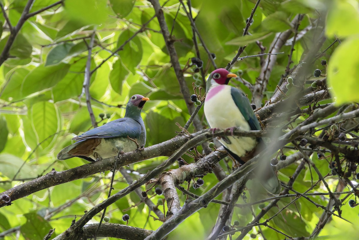 ボタンバト - ML643918629