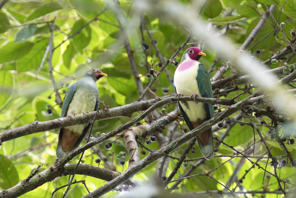 ボタンバト - ML643918630