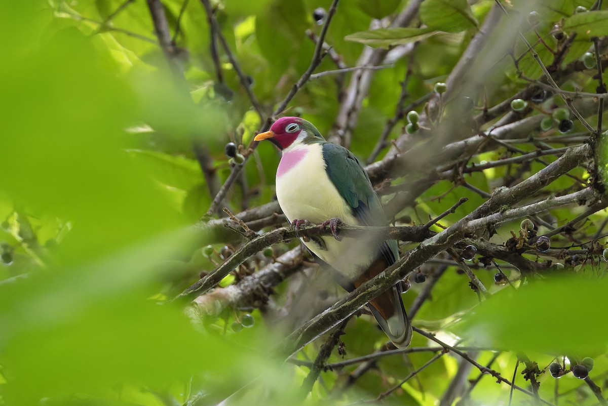 ボタンバト - ML643918631