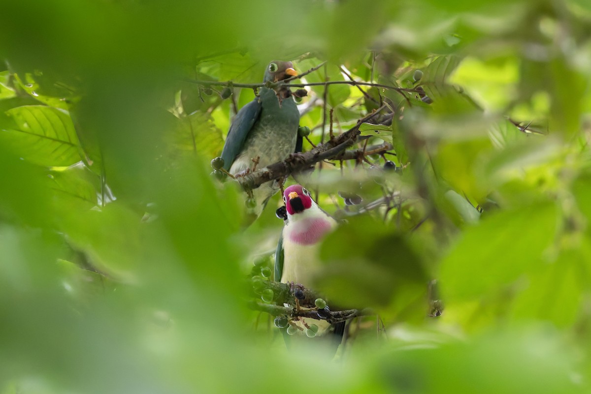 ボタンバト - ML643918632