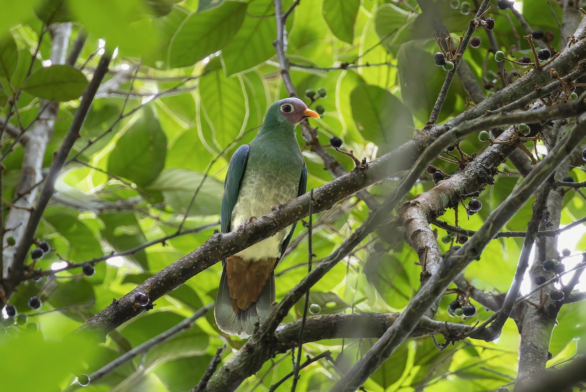 ボタンバト - ML643918633