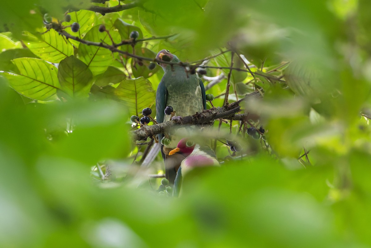 ボタンバト - ML643918634