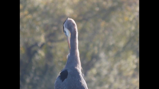 Amerika Gri Balıkçılı - ML643918636