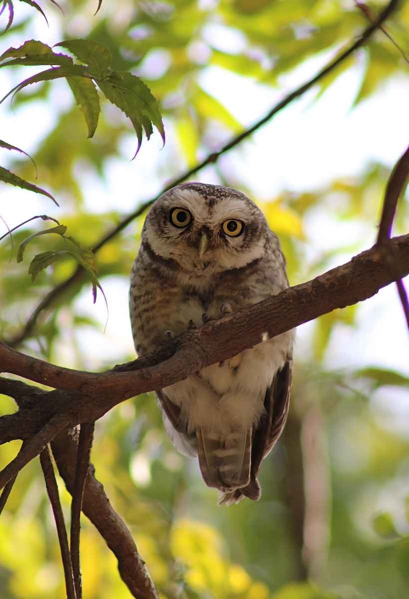Spotted Owlet - ML643918641