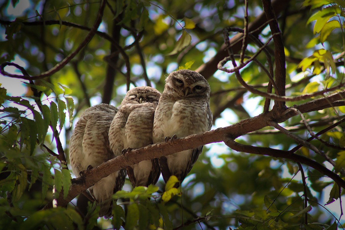 Spotted Owlet - ML643918642