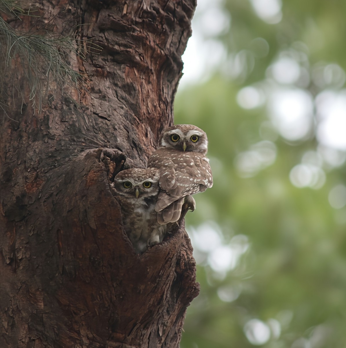 Spotted Owlet - ML643918643