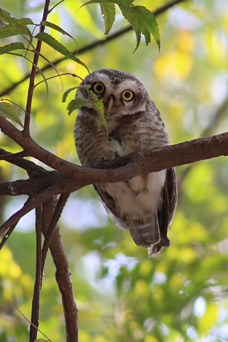 Spotted Owlet - ML643918644