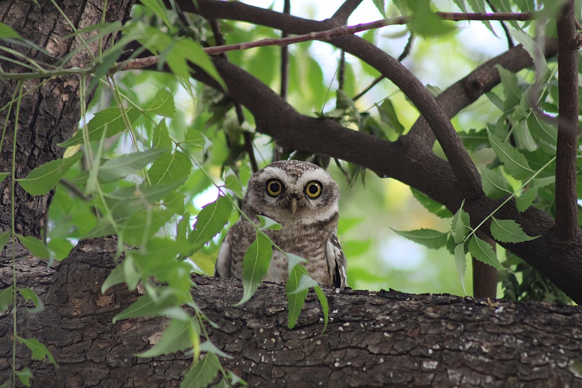 Spotted Owlet - ML643918645