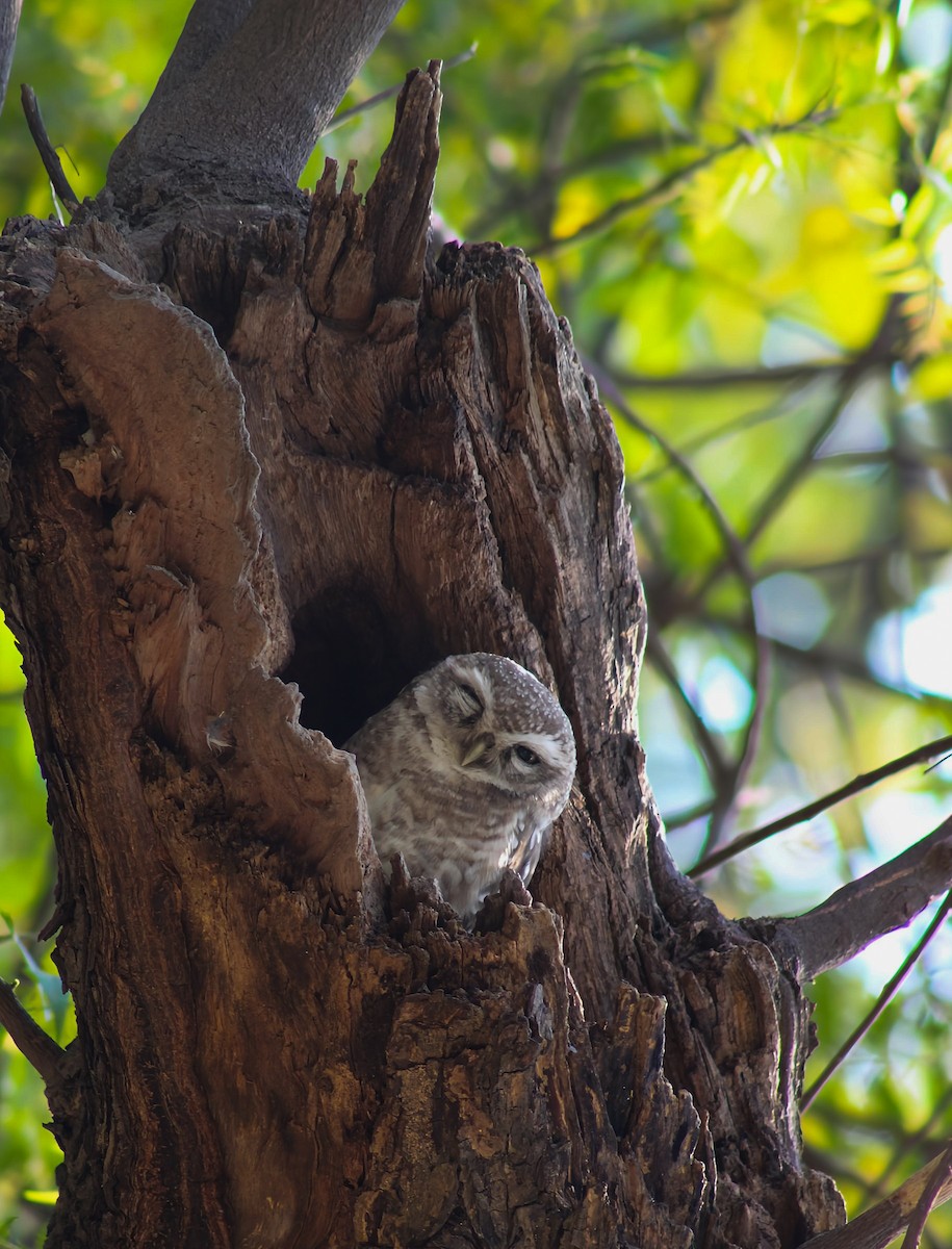 Spotted Owlet - ML643918646