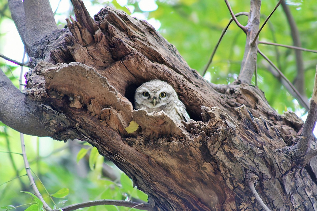 Spotted Owlet - ML643918647