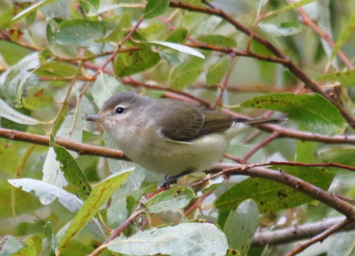 sangvireo (swainsoni gr.) - ML643918671