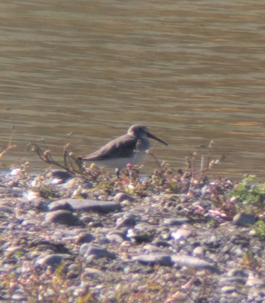 Dunlin - ML643918672