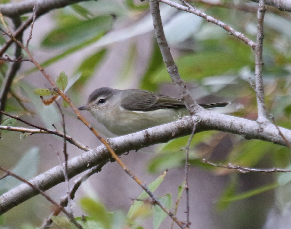 sangvireo (swainsoni gr.) - ML643918673
