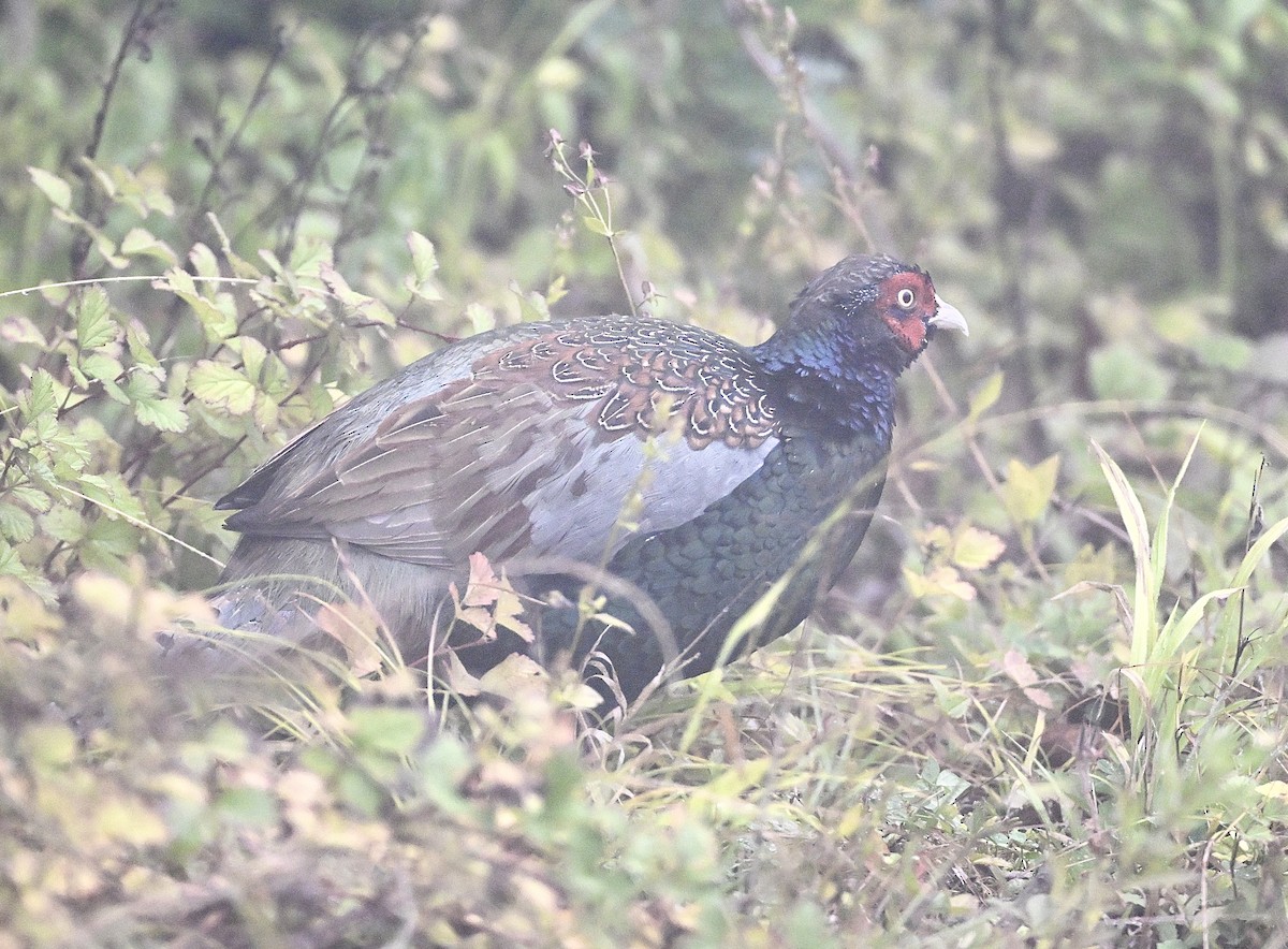 Green Pheasant - ML643918675