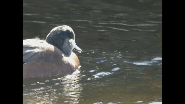 ברווז אמריקני - ML643918686