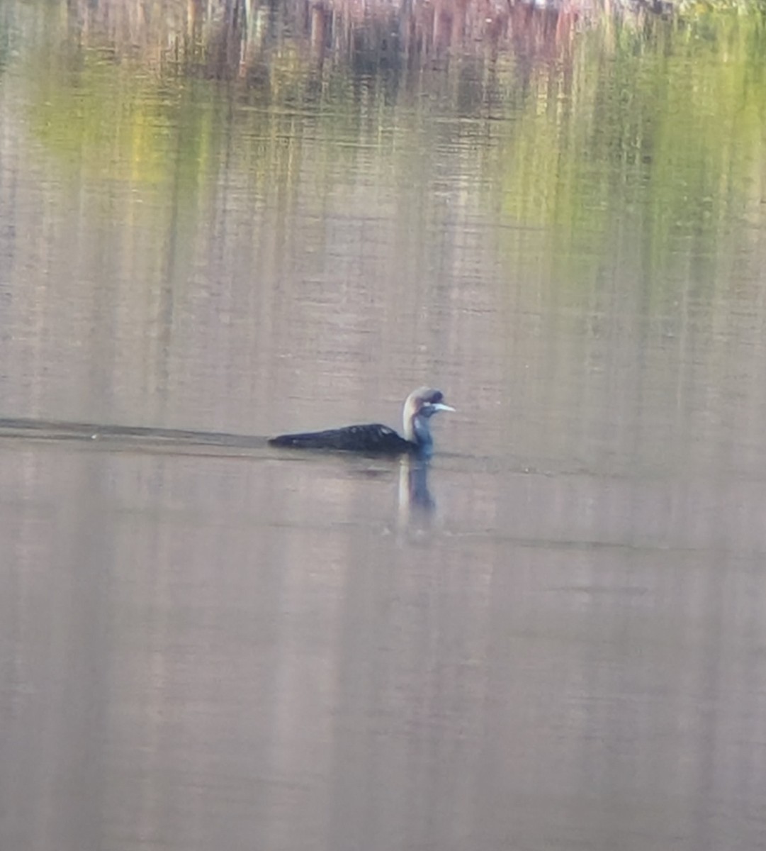 Pacific Loon - ML643918687