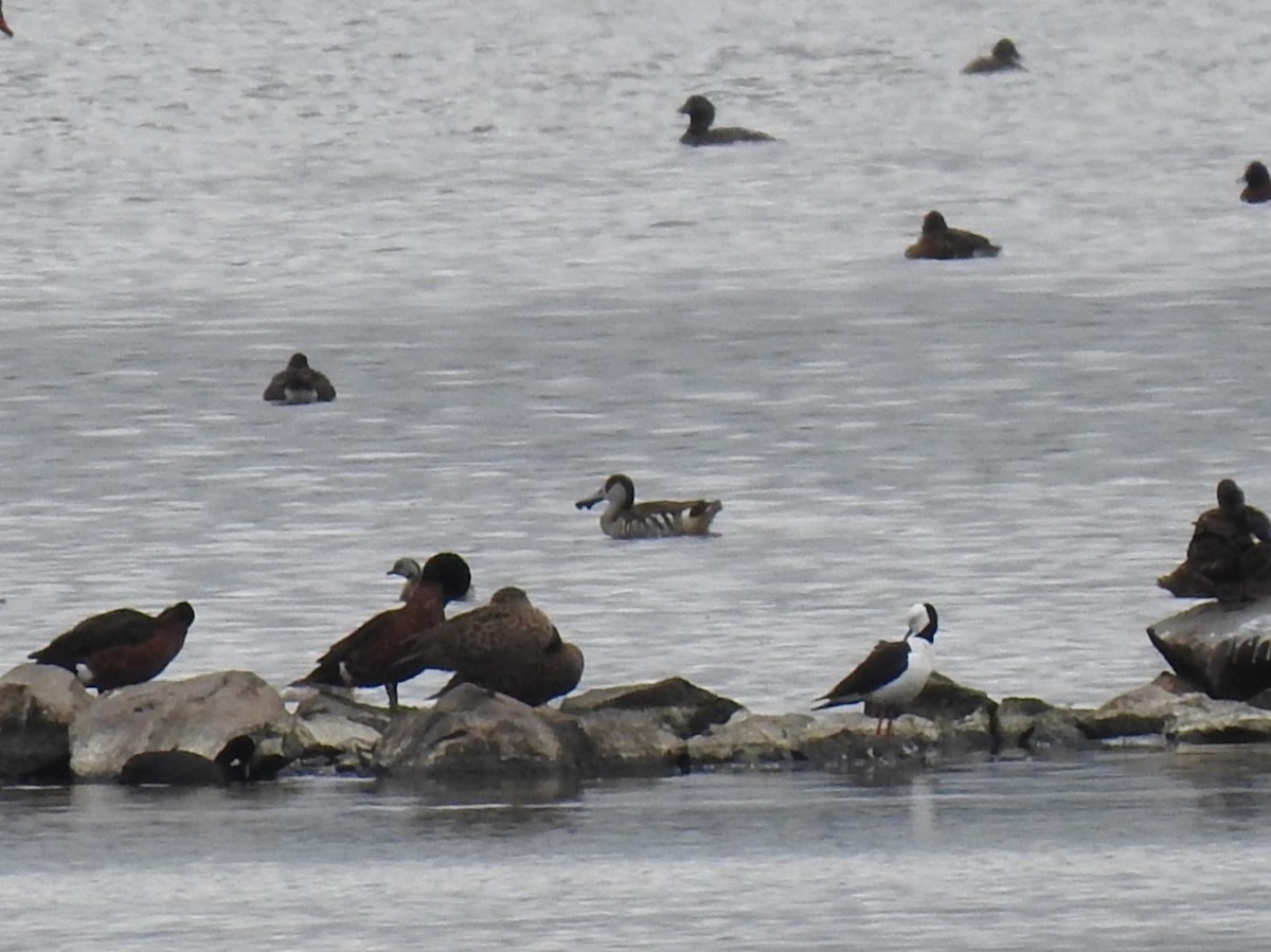 leppeand - ML643918689