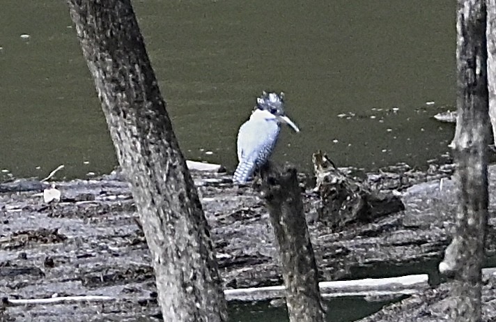 Crested Kingfisher - ML643918690