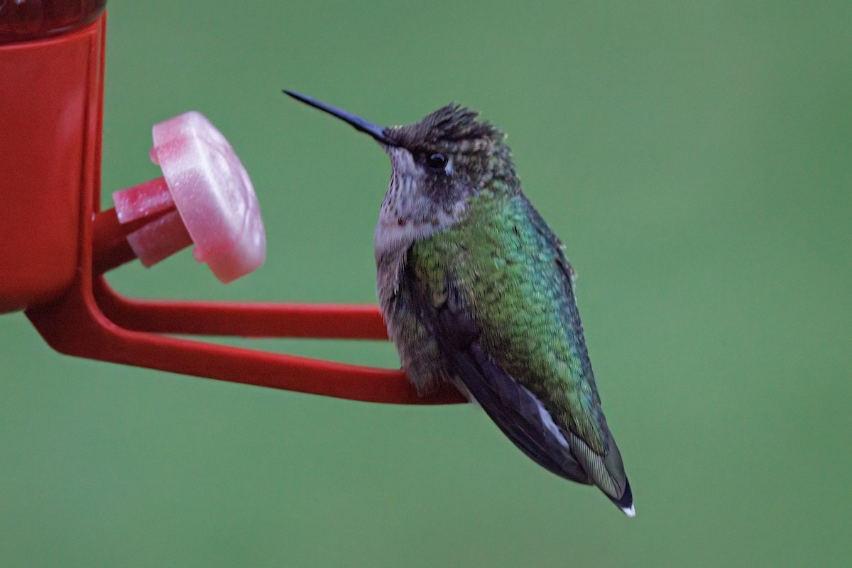 Ruby-throated Hummingbird - ML643918691