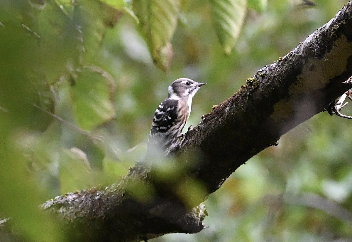 Japanese Pygmy Woodpecker - ML643918695