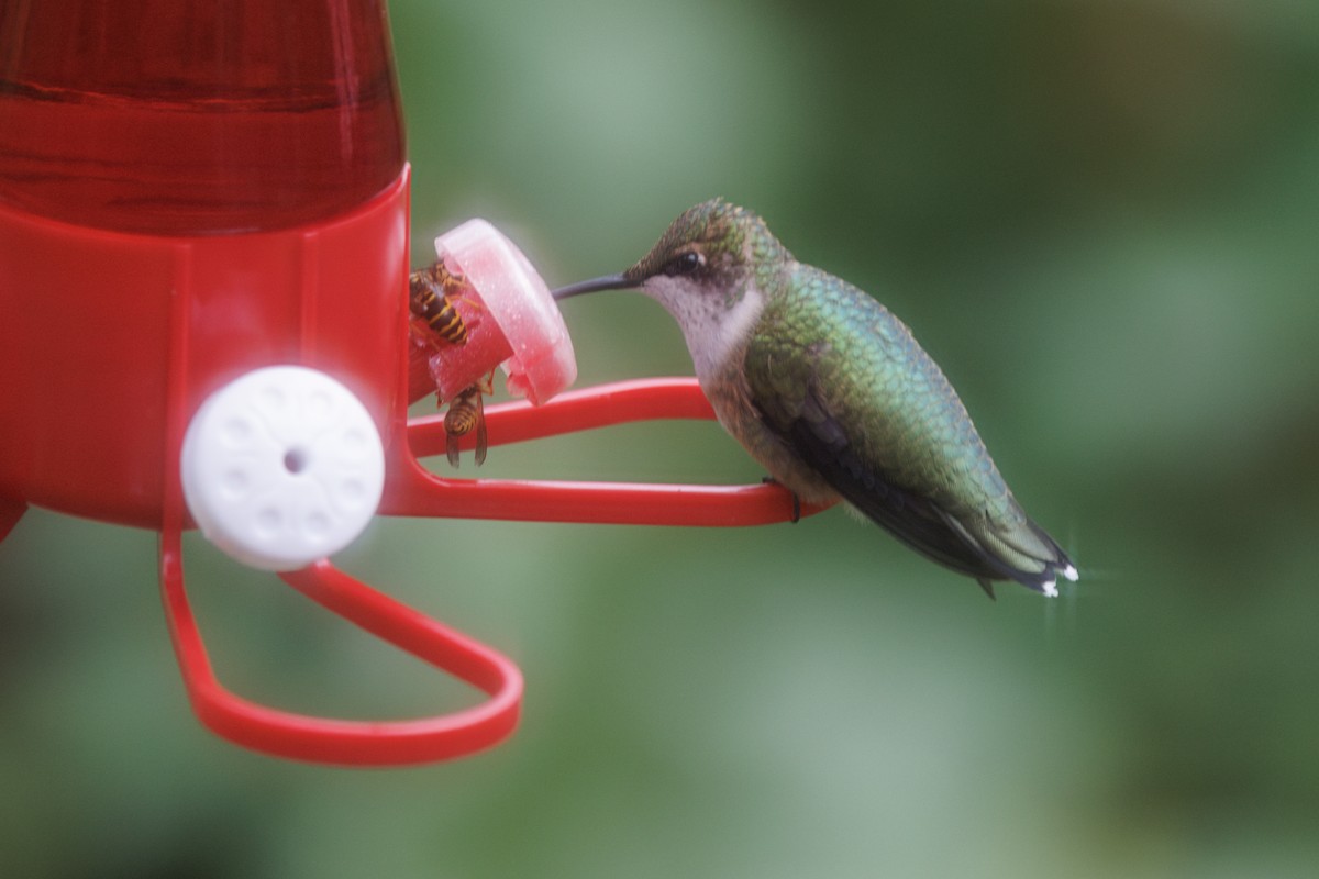 Ruby-throated Hummingbird - ML643918700