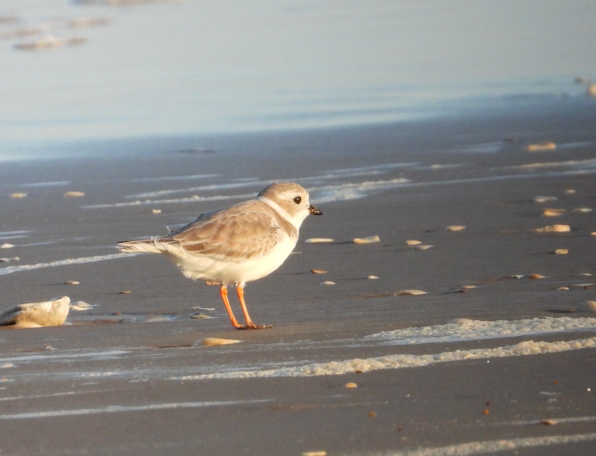 Piping Plover - ML643918709