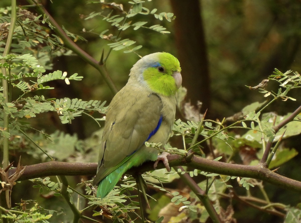 Pacific Parrotlet - ML643918710