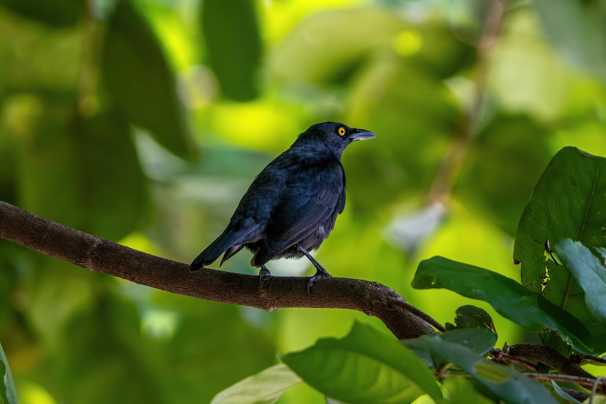 Micronesian Starling - ML643918714