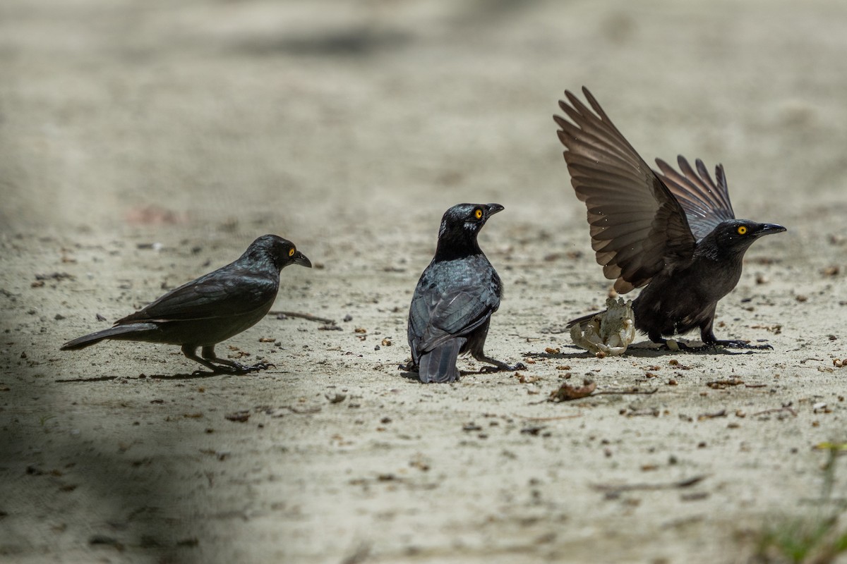 Micronesian Starling - ML643918715