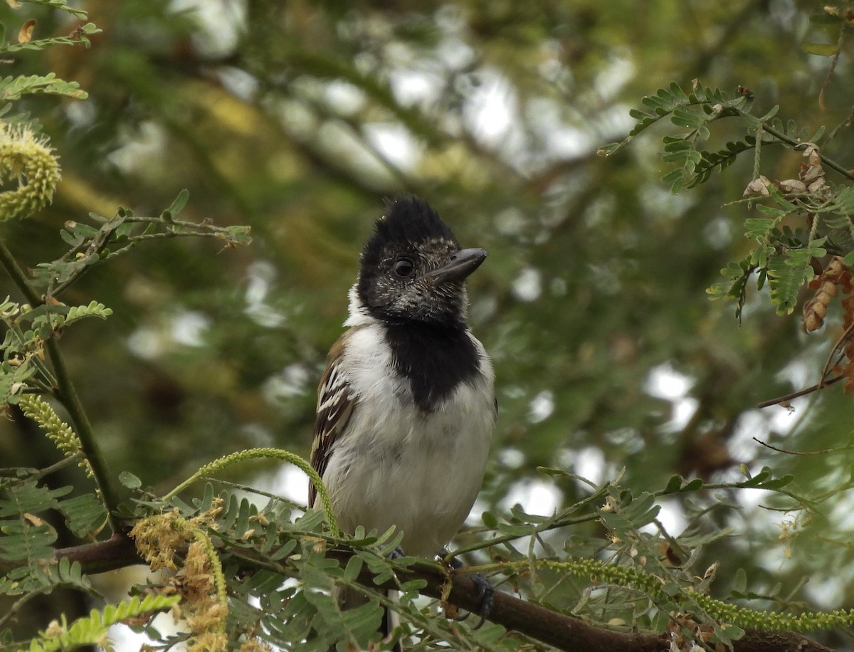 Collared Antshrike - ML643918716