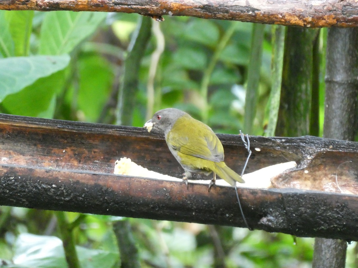 Dusky Chlorospingus - ML643918720