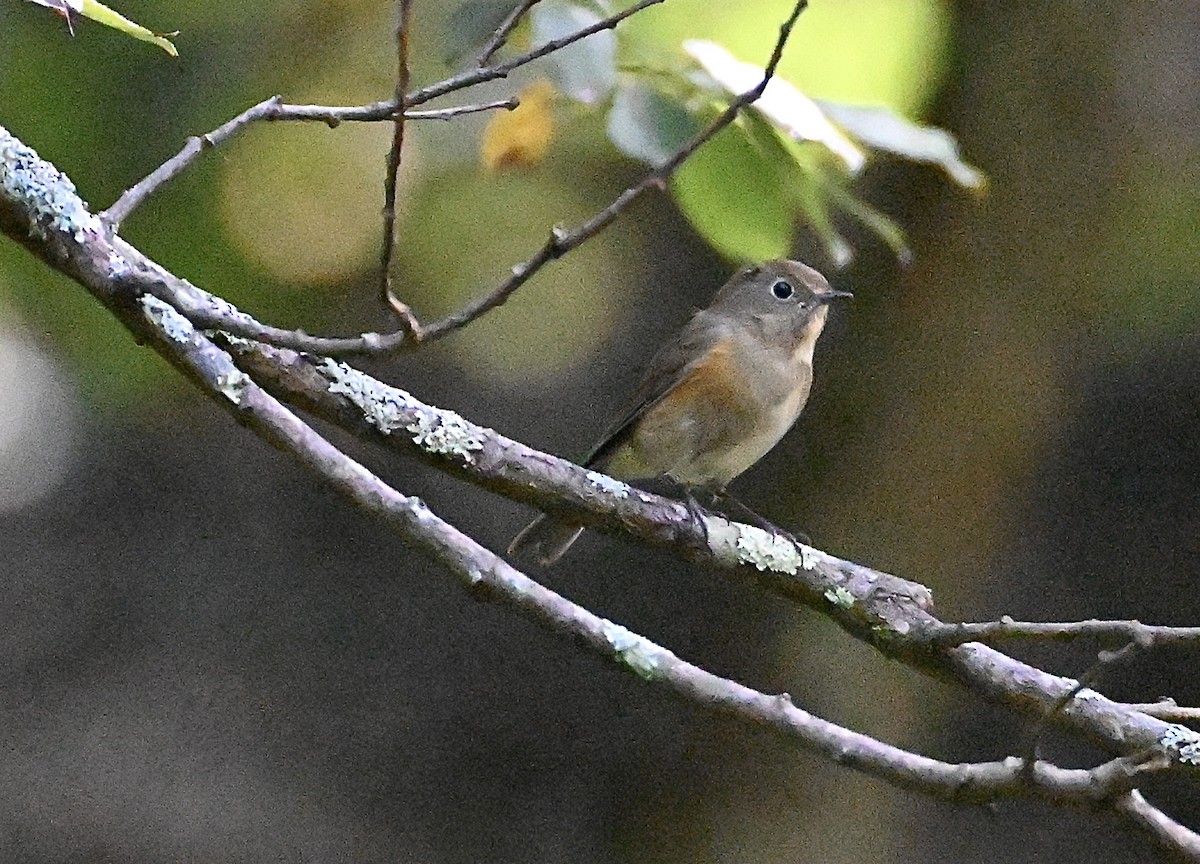 Red-flanked Bluetail - ML643918722