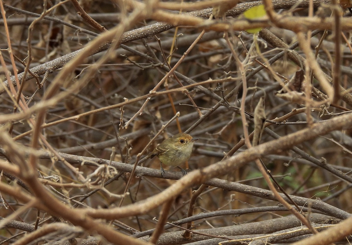Fulvous-faced Scrub-Tyrant - ML643918724