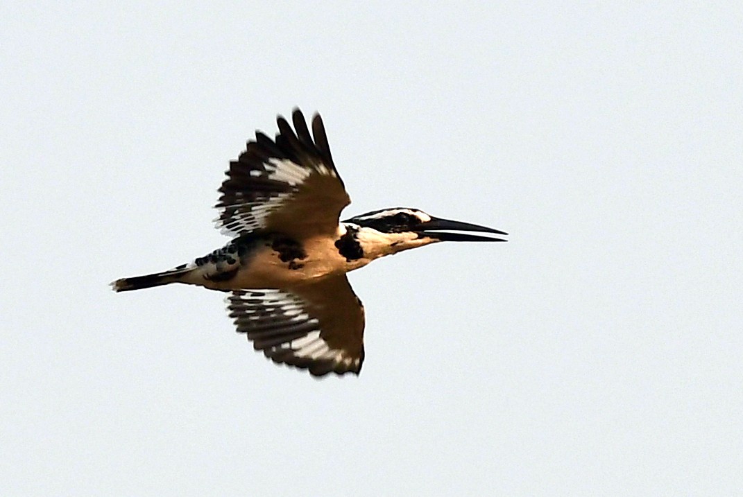 Pied Kingfisher - ML643918729