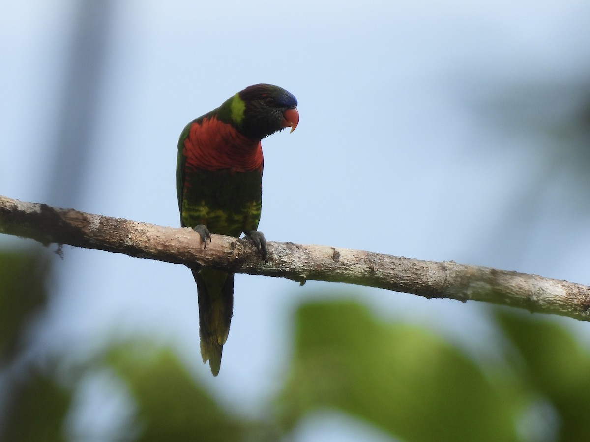 Hindistancevisi Loriketi - ML643918730