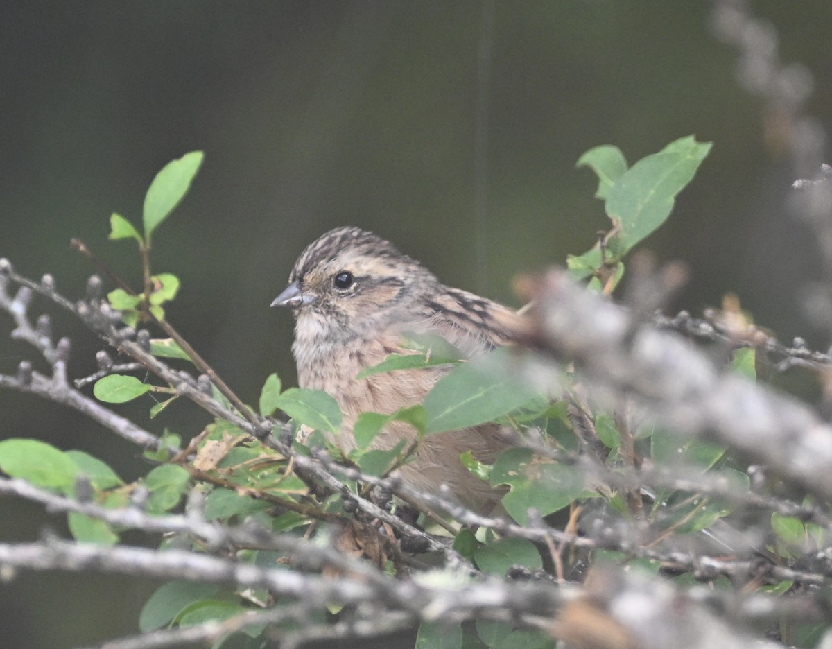 Meadow Bunting - ML643918732