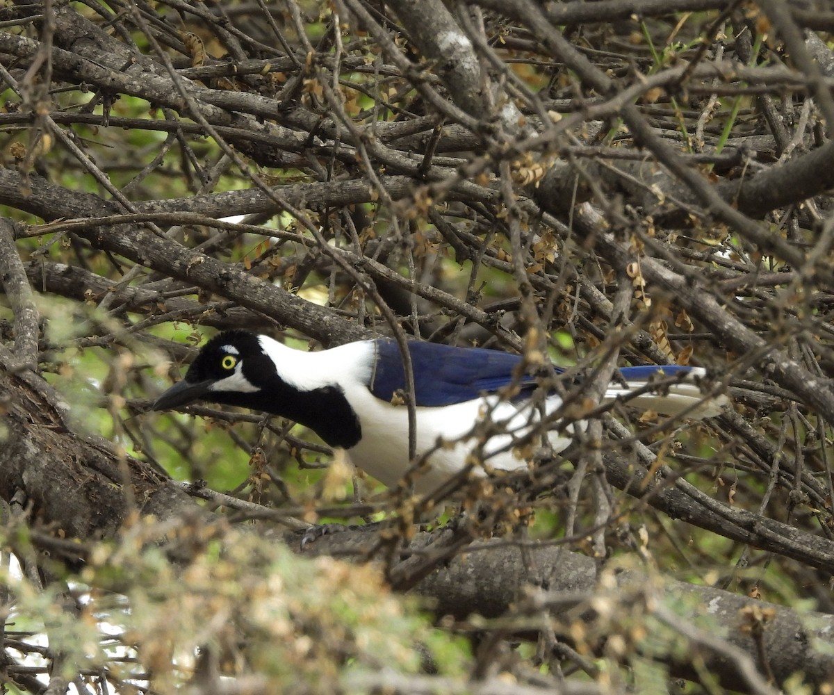 White-tailed Jay - ML643918733