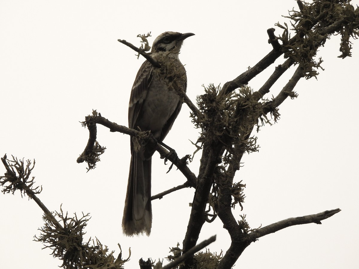 Long-tailed Mockingbird - ML643918745