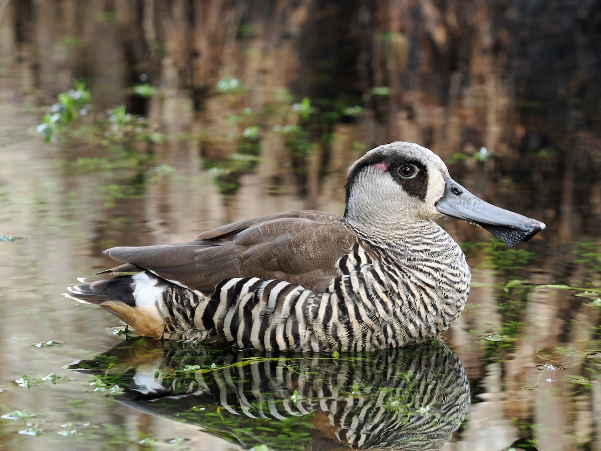 leppeand - ML643918747