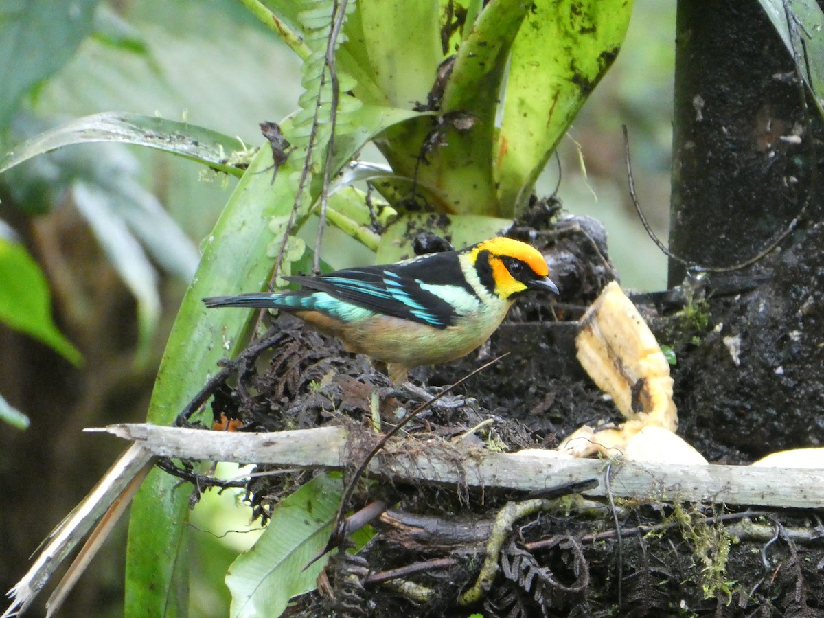 Flame-faced Tanager - ML643918752