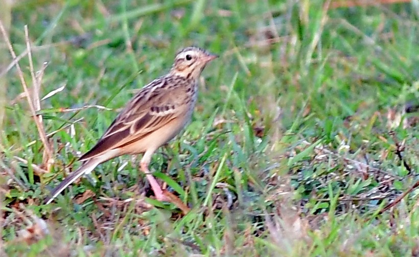 Blyth's Pipit - ML643918761