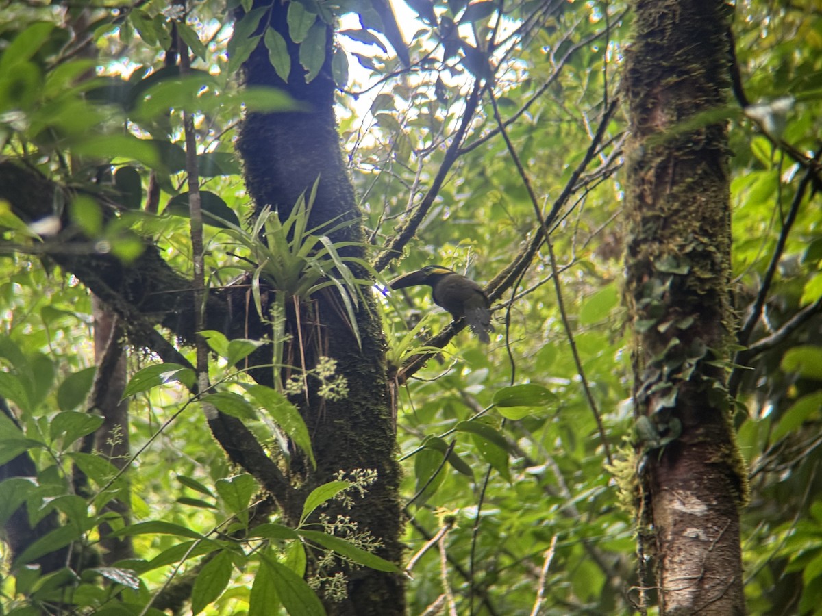 Toucanet à oreilles d'or - ML643918767
