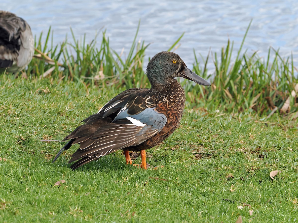 Australasian Shoveler - ML643918773