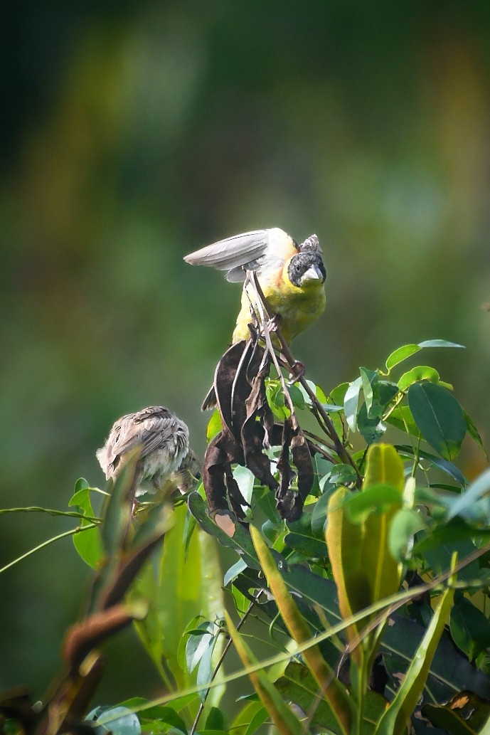 Черноголовая овсянка - ML643918781