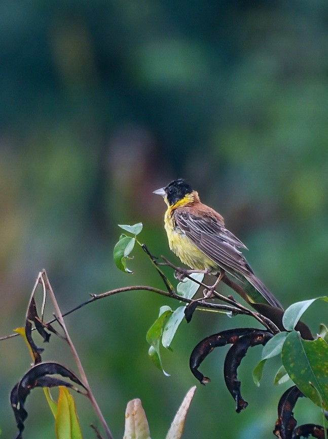 Черноголовая овсянка - ML643918782