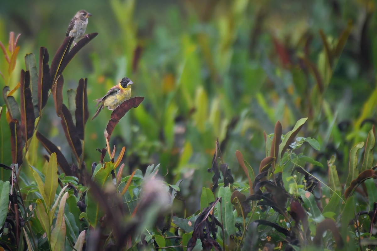 Черноголовая овсянка - ML643918783