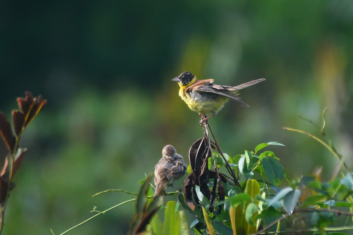 Черноголовая овсянка - ML643918784