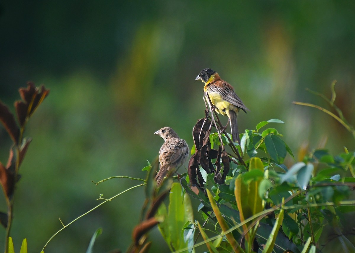 Черноголовая овсянка - ML643918785